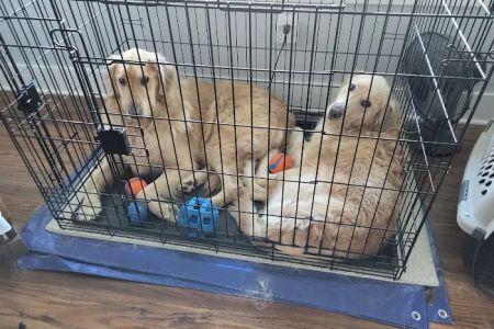 The Pet Clinic