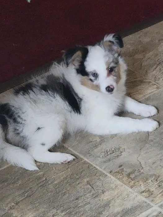Kirk Veterinary Clinic 4