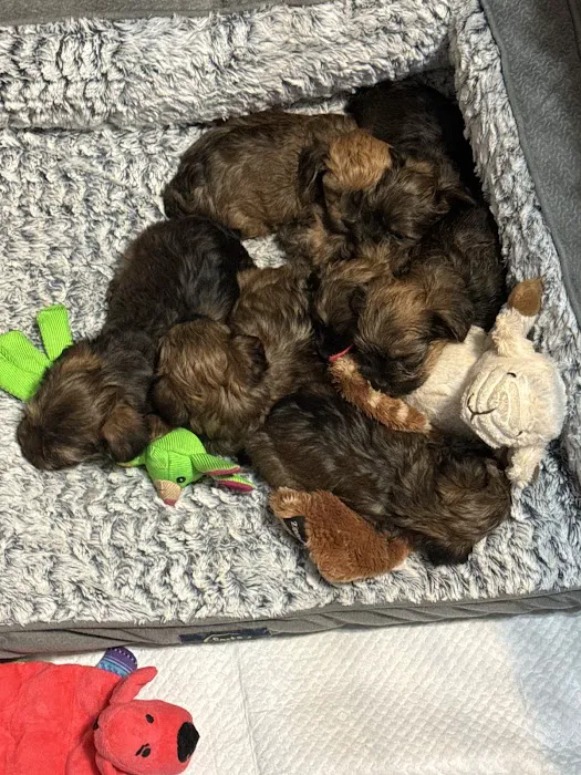 North Jackson Animal Clinic 12