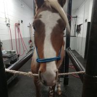 Equine Medical Center-Cleveland ico