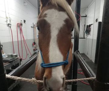 Equine Medical Center-Cleveland