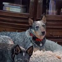 Dixie Day Spay ico