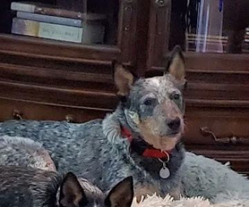Dixie Day Spay