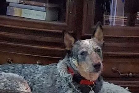 Dixie Day Spay