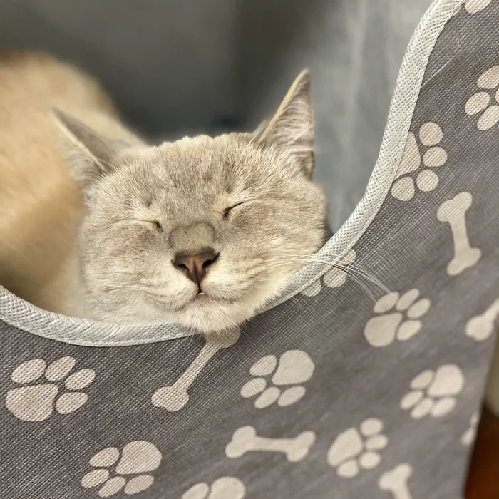 Dixie Day Spay 6