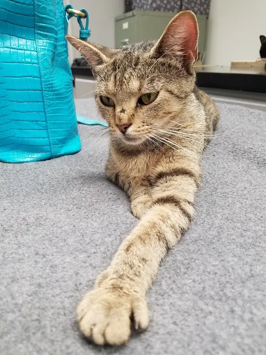 Dixie Day Spay 7