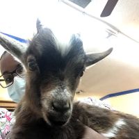 Bradley Veterinary Hospital ico
