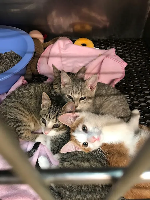 Bradley Veterinary Hospital 8