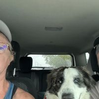DeKalb Animal Hospital ico