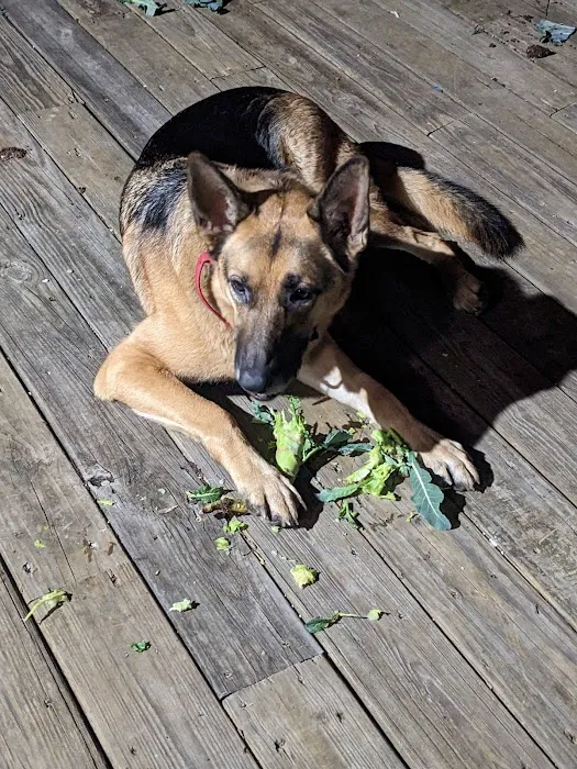 DeKalb Animal Hospital 12