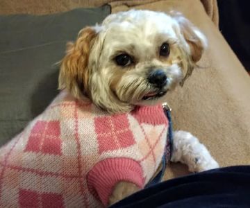Fort Payne Veterinary Center
