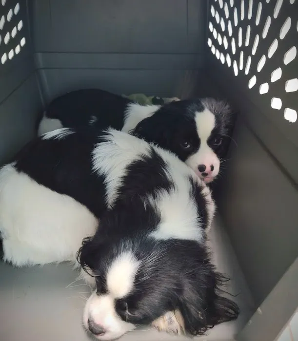 Fort Payne Veterinary Center 10