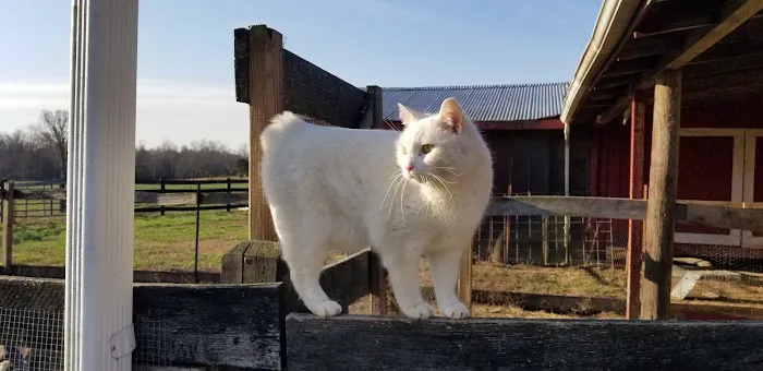 Mountain Top Animal Clinic 12