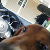 Fyffe Animal Hospital ico