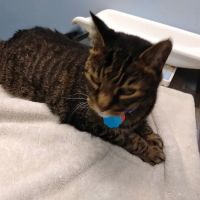 VCA Animal Care Center ico