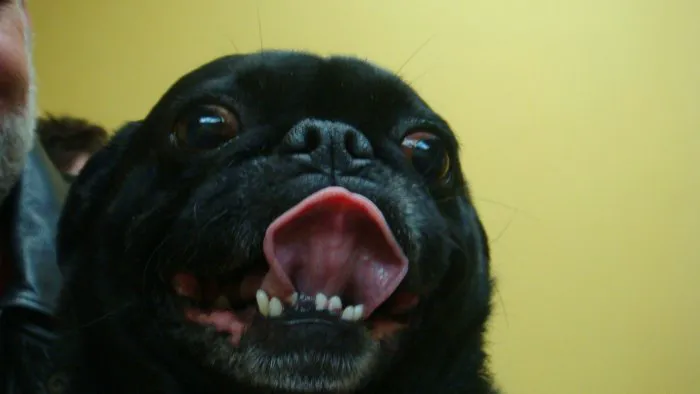 VCA Animal Care Center 6