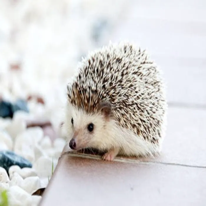 Friendship Veterinary Clinic 6