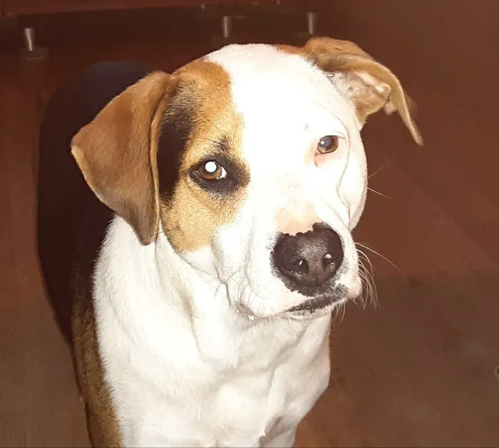 Greenbrier Animal Care Center 12