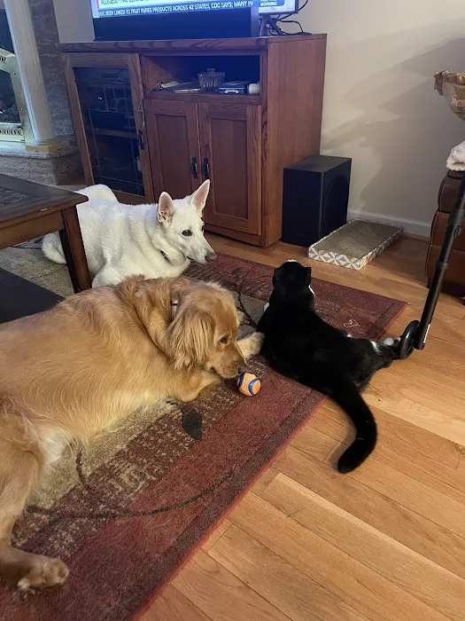 Dog & Cat Hospital 9