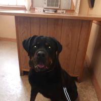 West Animal Clinic ico