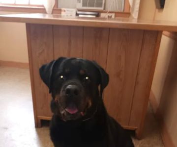 West Animal Clinic