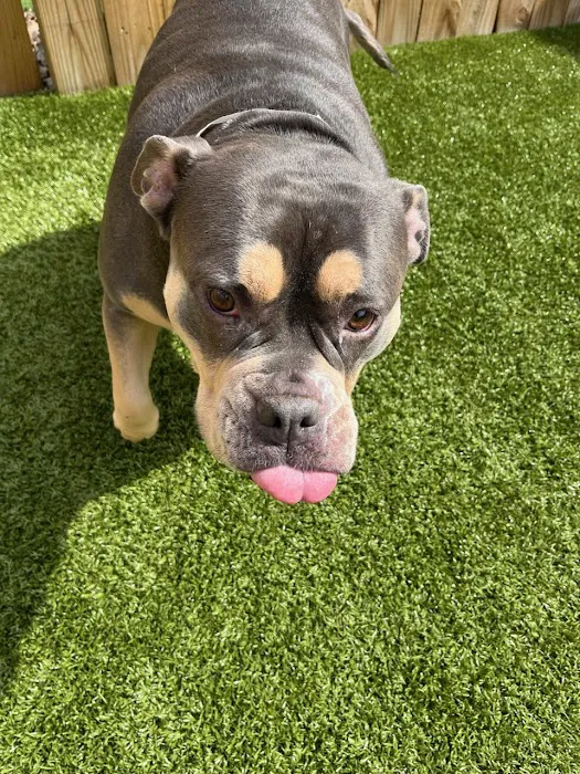 Banfield Pet Hospital 2