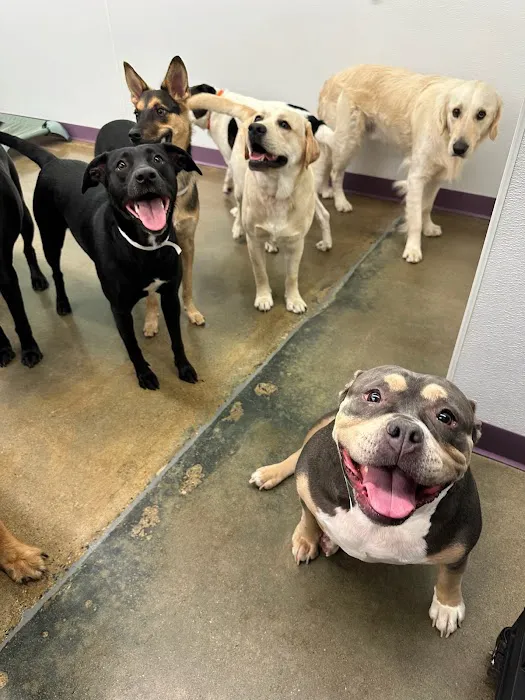 Banfield Pet Hospital 5