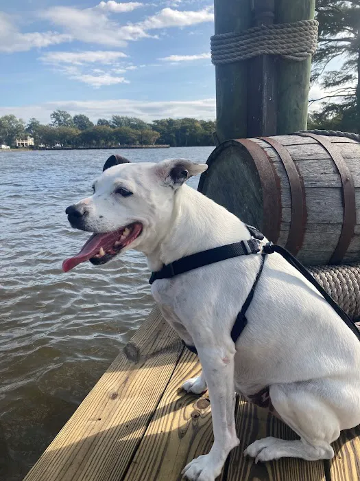 Coastal Virginia Veterinary Dermatology 4