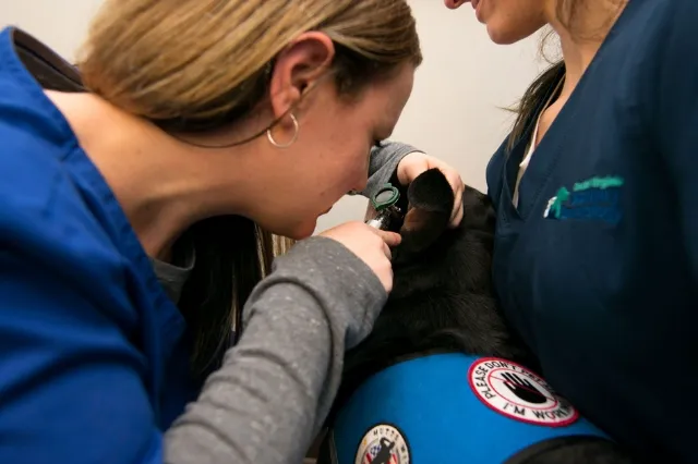 Coastal Virginia Veterinary Dermatology 7