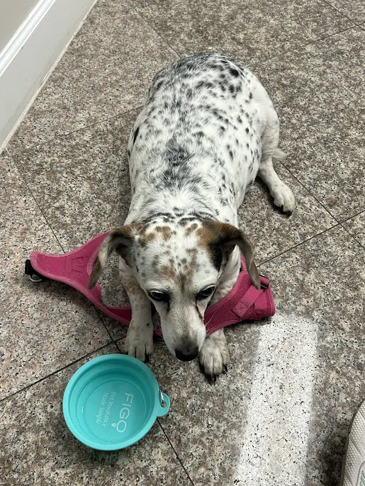 VetsNow! Veterinary Urgent Care 1