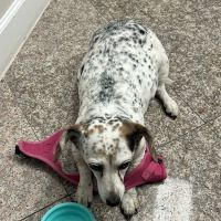 VetsNow! Veterinary Urgent Care ico