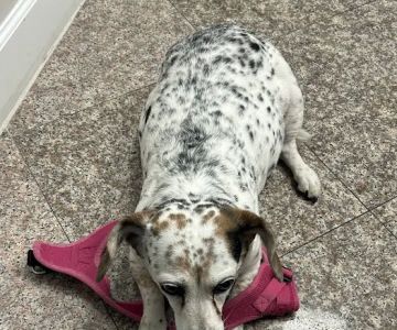 VetsNow! Veterinary Urgent Care
