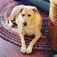 Holland Oaks Veterinary Hospital ico