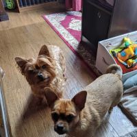 Cooke Veterinary Medical Center ico