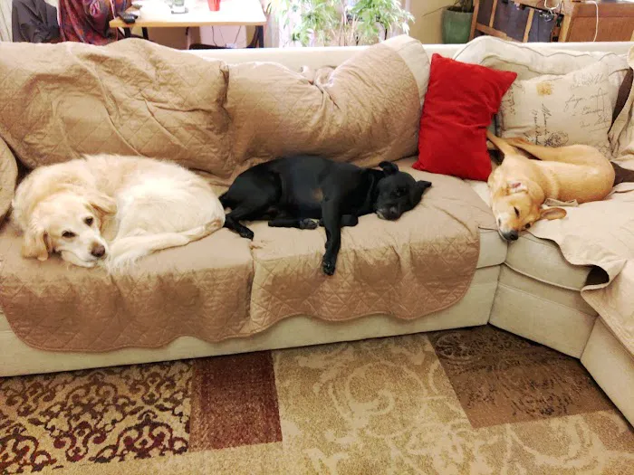 Cooke Veterinary Medical Center 8