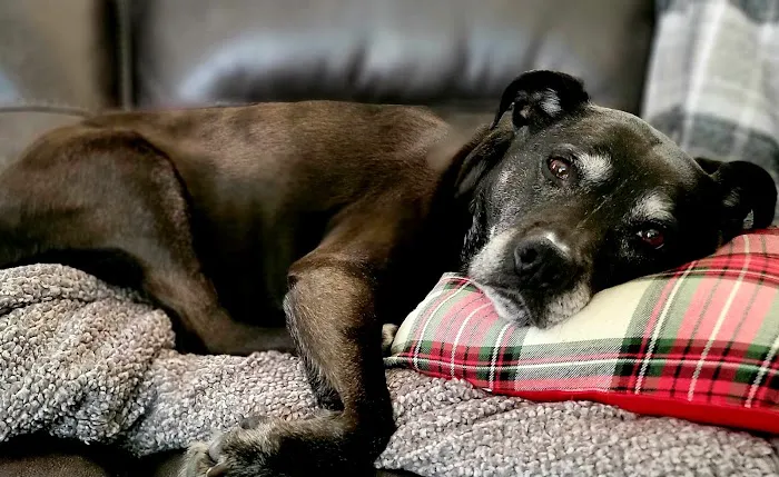 Banfield Pet Hospital 2