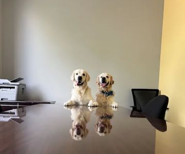 Unleashed Veterinary Urgent Care