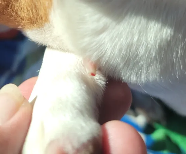Unleashed Veterinary Urgent Care 5