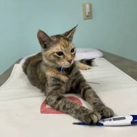 Hilltop Veterinary Clinic ico