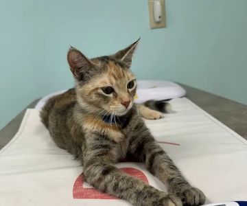 Hilltop Veterinary Clinic