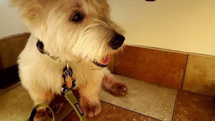 Banfield Pet Hospital 6