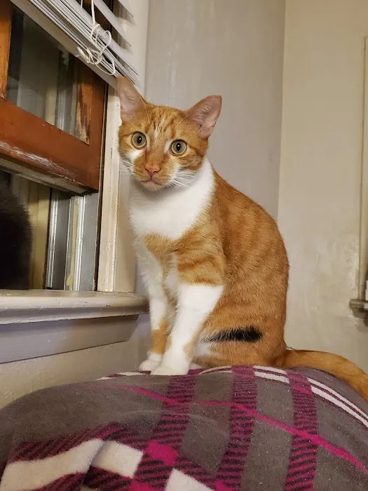 Mobile Pet Doc 3
