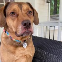 MAC Animal Hospital ico
