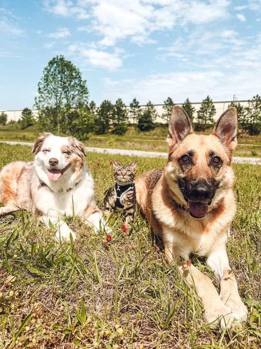 MAC Animal Hospital 12