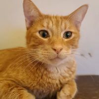 Calera Animal Hospital ico
