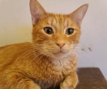 Calera Animal Hospital