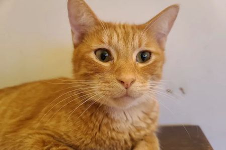 Calera Animal Hospital