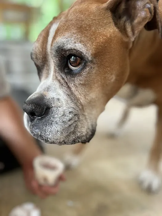 Calera Animal Hospital 8