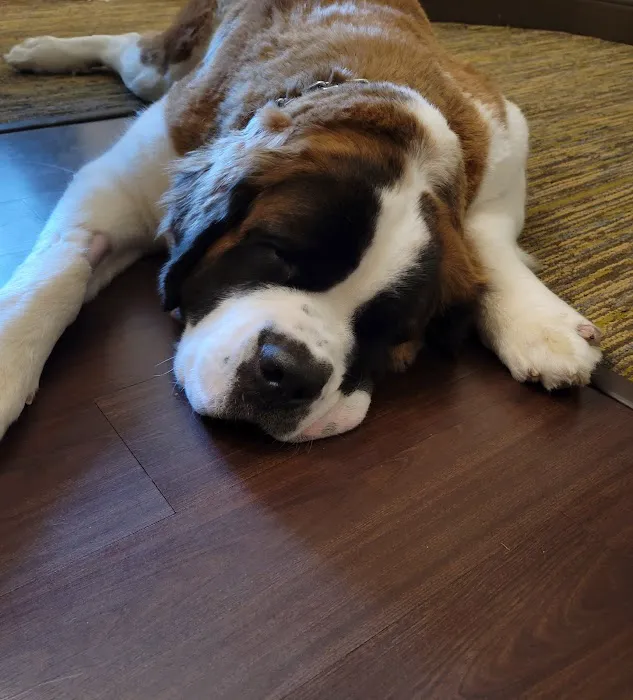 Banfield Pet Hospital 4
