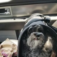 Weatherly Animal Hospital ico